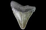 Juvenile Megalodon Tooth - Georgia #83620-1
